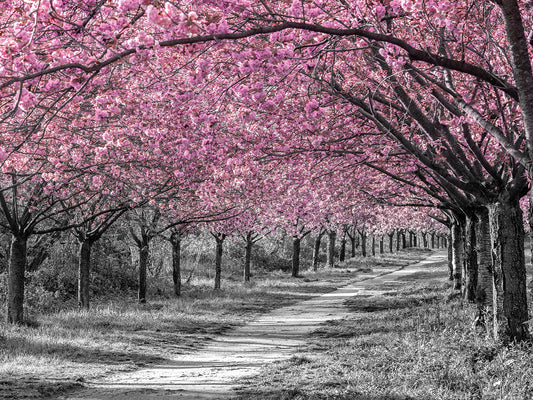 Charming cherry blossom alley in pink