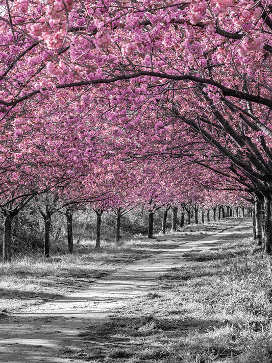 Gorgeous cherry blossom alley in pink