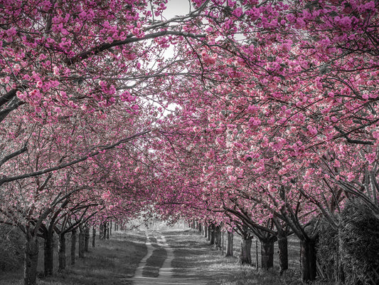 Lovely cherry blossom alley in pink