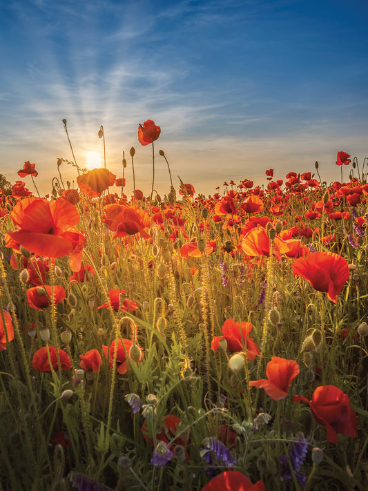 Gorgeous sunset in a poppy field