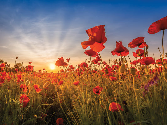 Idyllic sunset in a field of poppies