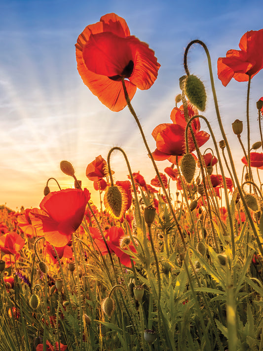 Fascinating poppies