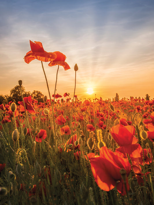 Poppies in sunset