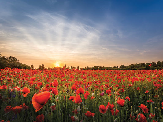 Evening in a poppy field