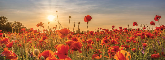 Poppy idyll in sunset | Panoramic