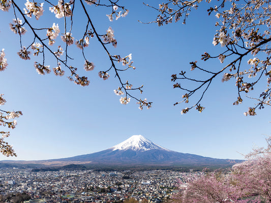 Fantastic view of Mount Fuji with cherry blossoms