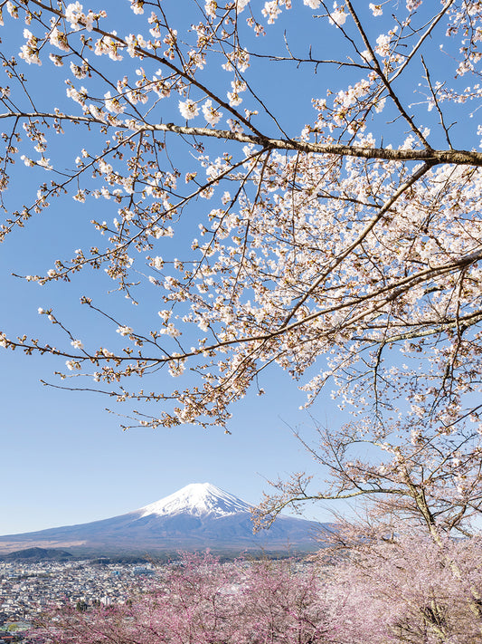 Charming view of Mount Fuji with cherry blossoms