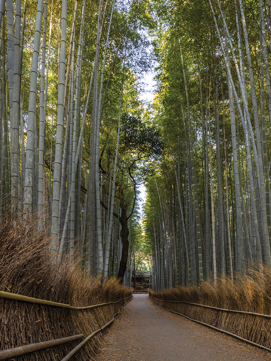 Mighty Arashiyama bamboo forest