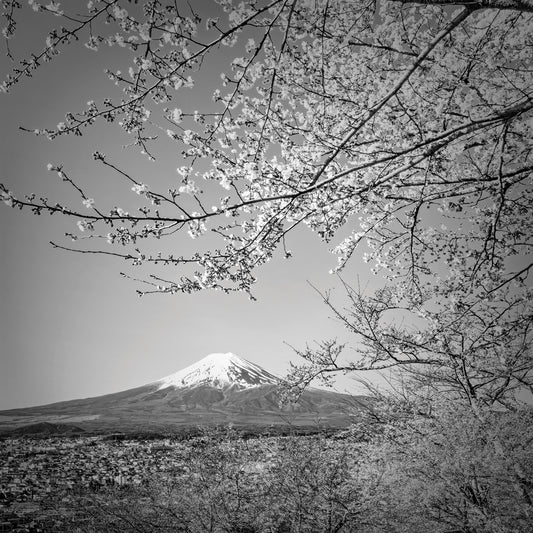 Charming view of Mount Fuji with cherry blossoms | monochrome