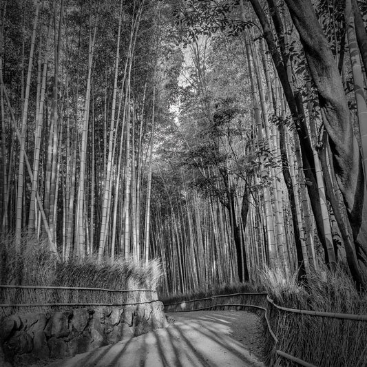 Impressive Arashiyama Bamboo Forest | monochrome