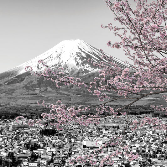 Charming view of Mount Fuji during cherry blossom season | colorkey