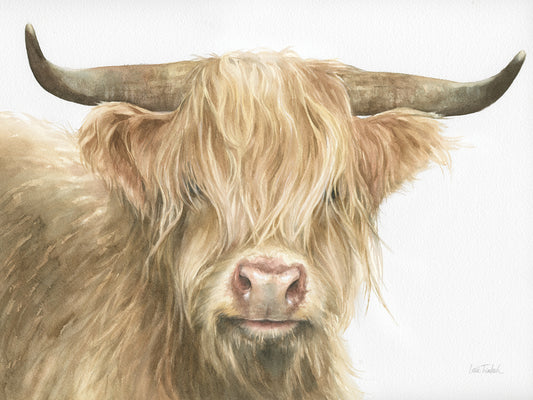 Shetland Cow