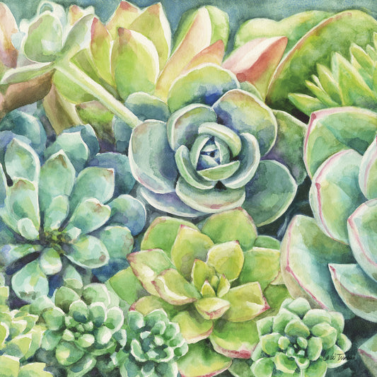 Succulents