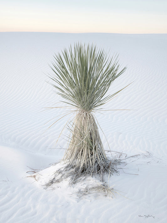 Yucca in White Sands National Monument