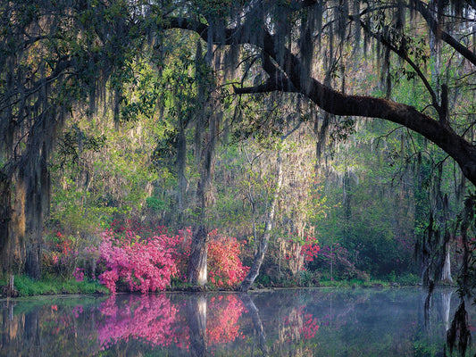 Morning Serenity