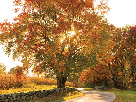 Maple Tree Drive