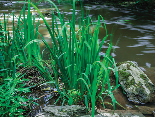 Tall Grass Blades In Slow Flowing Water