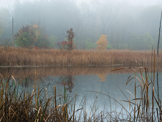 Autumn Foliage In Morning Fog Along Pond