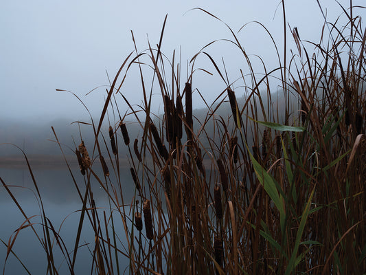 Cattails In Morning Fog Along Pond