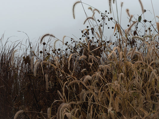 Sedgegrass Porcupines In Morning Fog
