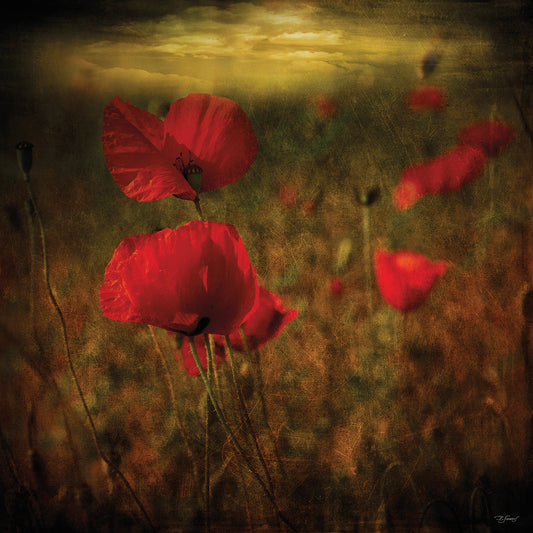 Fields of Red II