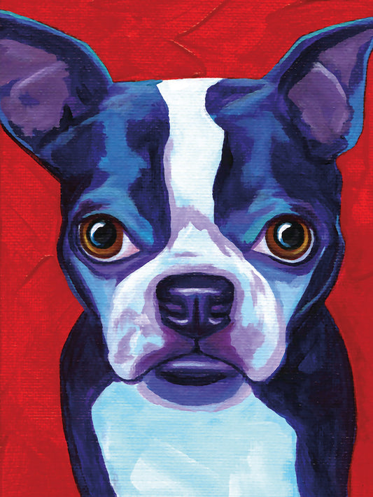 Boston Terrier