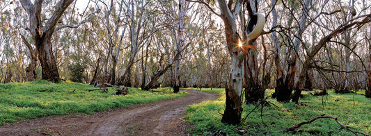 Redgum Forest