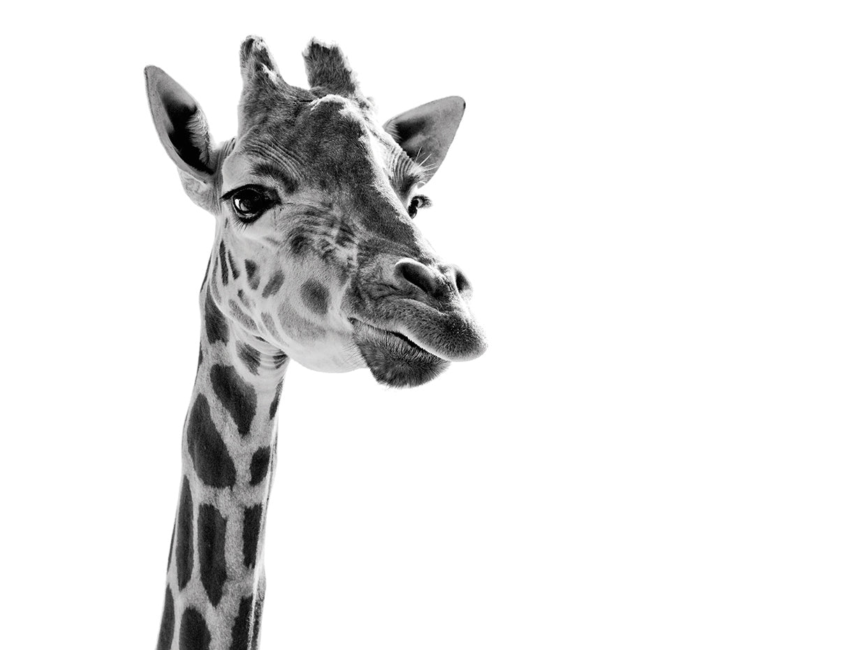 Giraffe Expressionism by SD Smart | FineArtCanvas.com – Fineartcanvas.com