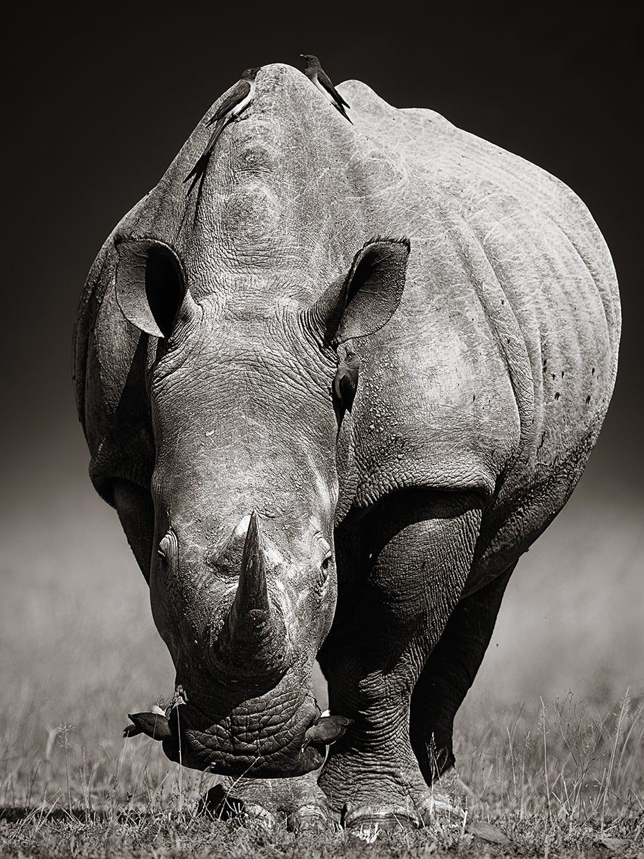 R is for Rhino by DP Gallery | FineArtCanvas.com – Fineartcanvas.com