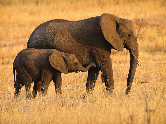 Mother and Baby Elephants