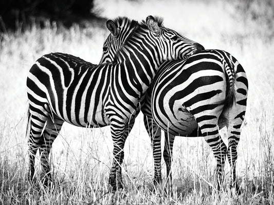 Zebra Love