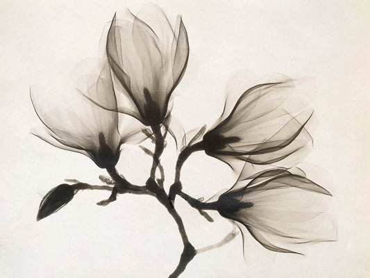 Branch with Four Magnolias, 1910-1925