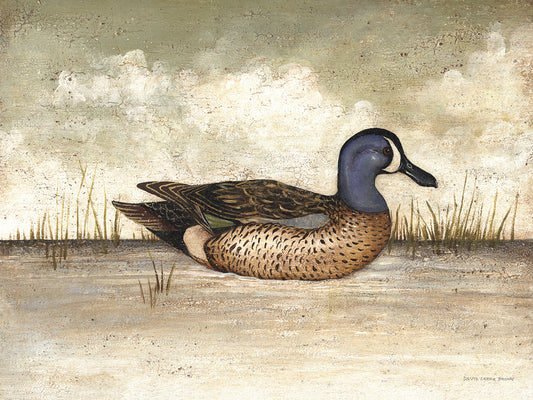 Blue Winged Teal