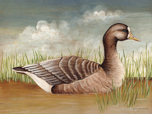 White Fronted Goose