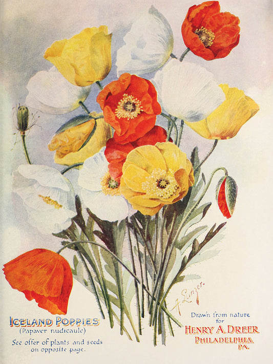 poppies-dreer1907