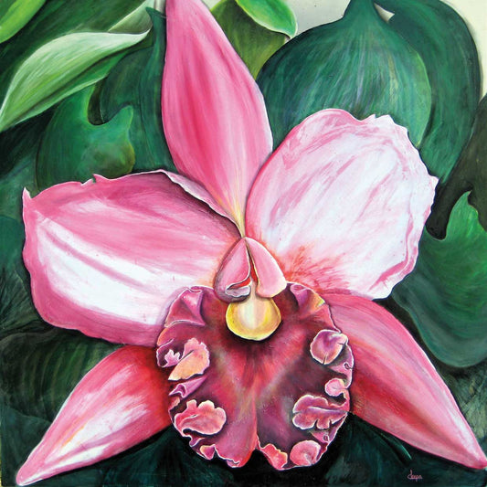 Pink Orchid