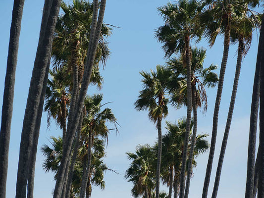 Palms I