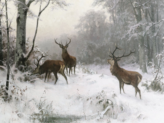 Deer In The Snow