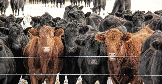 Curious Cattle