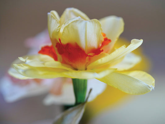 Daffodil dance