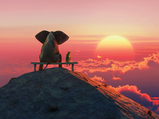 Elephant And Dog Sit on a Mountain Top