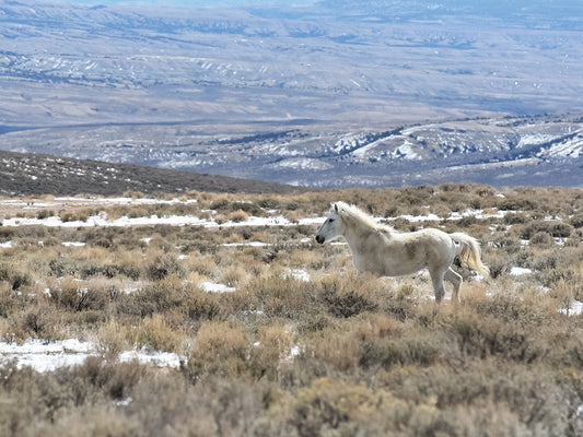 Open Range original