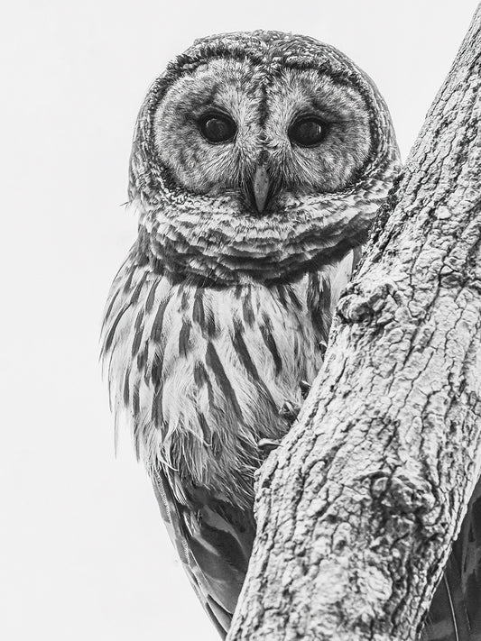 Barred Owl in Contrast