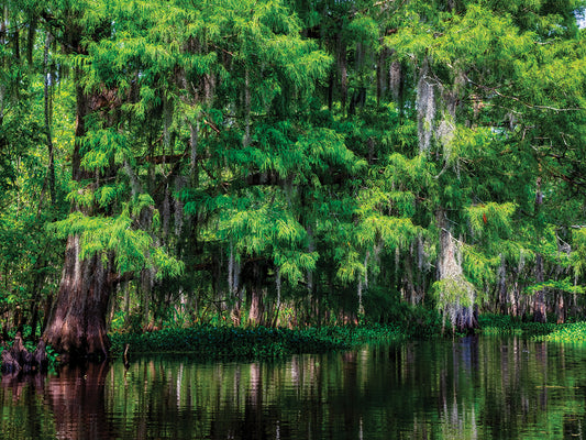 Along Tchackehou Bayou