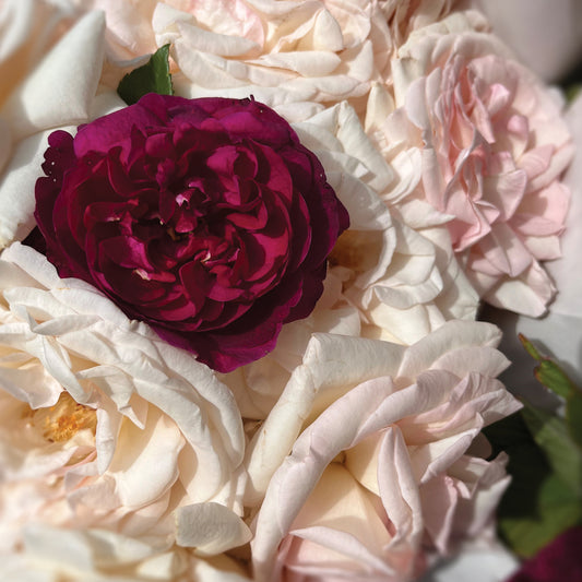 Farmers Market Flowers