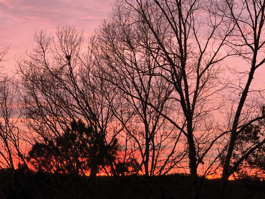 Sunset through the trees