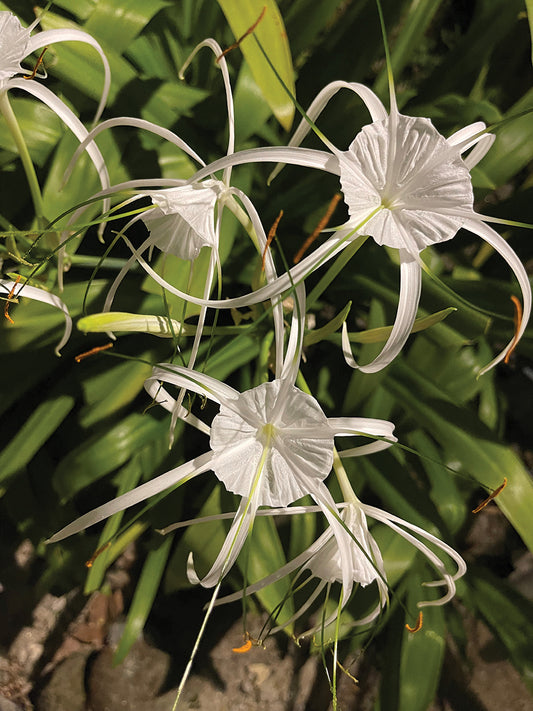 White Flowers