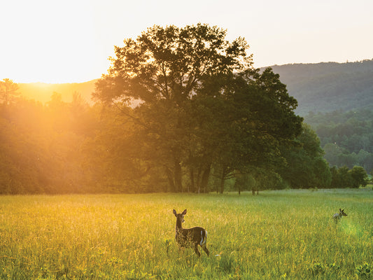 Smoky Mountain Wildlife